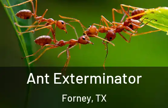  Ant Exterminator Forney, TX