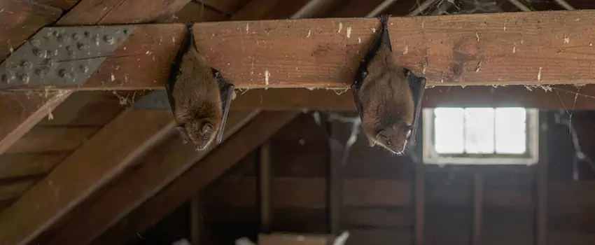 bat-exterminator in Forney, TX