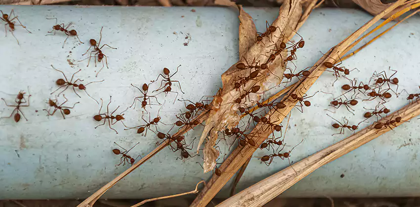 Fire Ant Extermination in Yards, Parks, and Outdoor Spaces Forney, TX