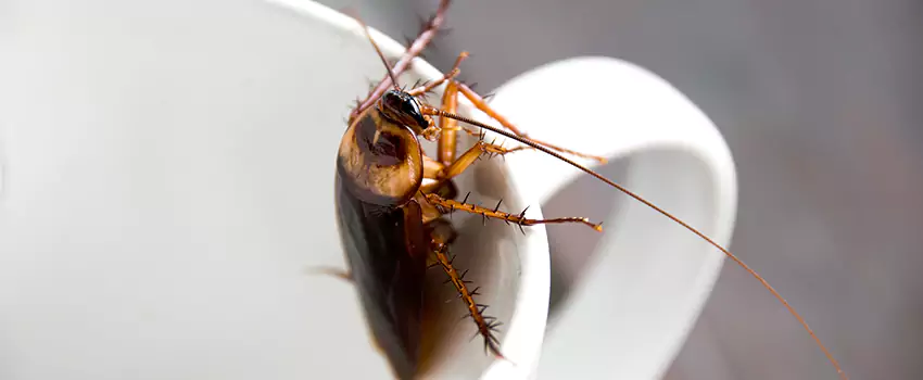 cockroach-treatment in Forney, TX