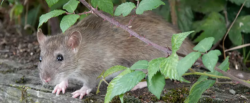 mouse-control in Forney, TX