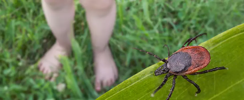 tick-treatment-for-yard in Forney, TX