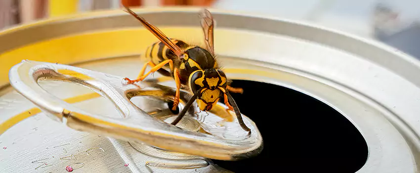 yellow-jacket-exterminator in Forney, TX