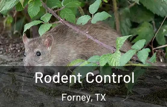  Rodent Control Forney, TX